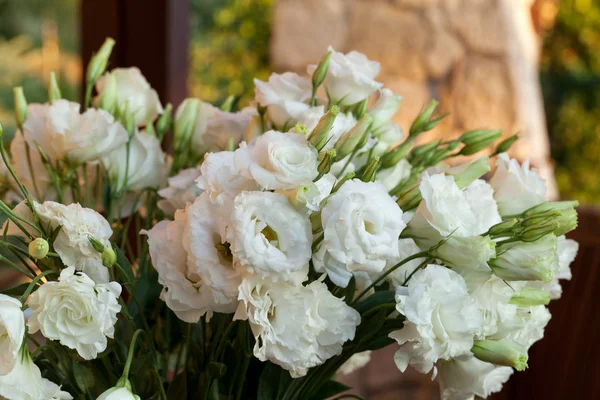 stock image White Roses