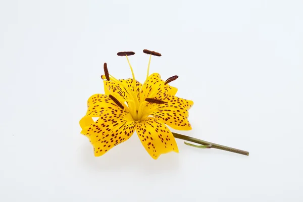 stock image Single yellow lily