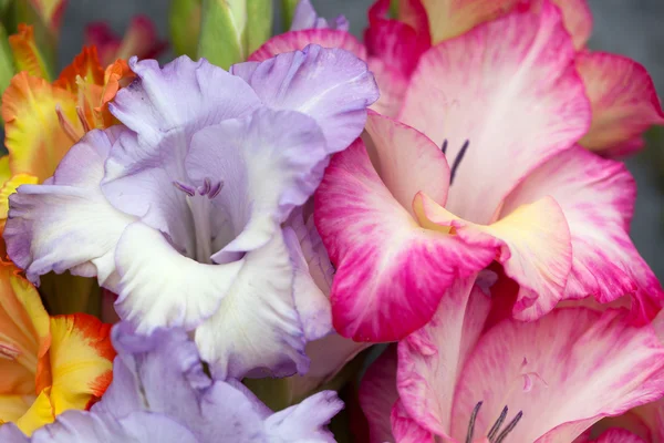 Красиві букети з квітів і трав — стокове фото
