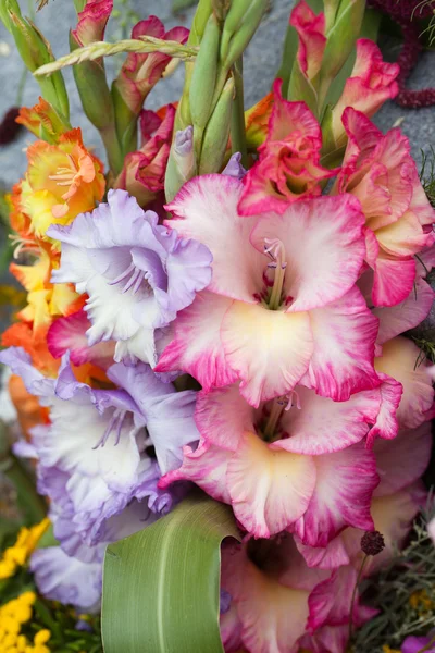 Barevné kytice gladioly — Stock fotografie