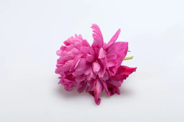 Παιωνία λουλούδι — Φωτογραφία Αρχείου