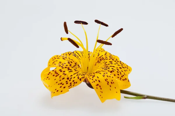 stock image Single yellow lily