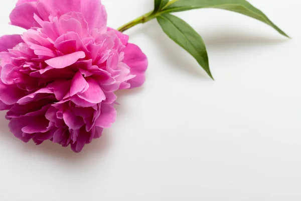 Peony flower Royalty Free Stock Images