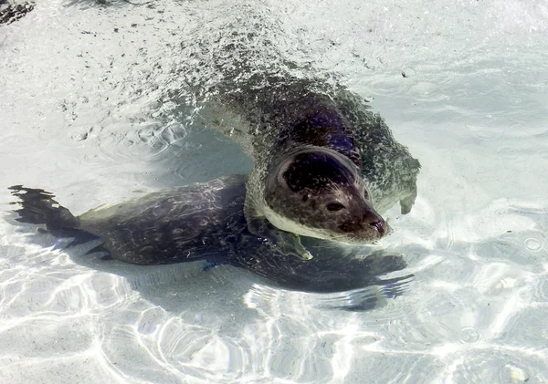 stock image Seal in water