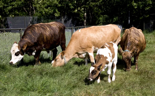 Krowa rodziny — Zdjęcie stockowe