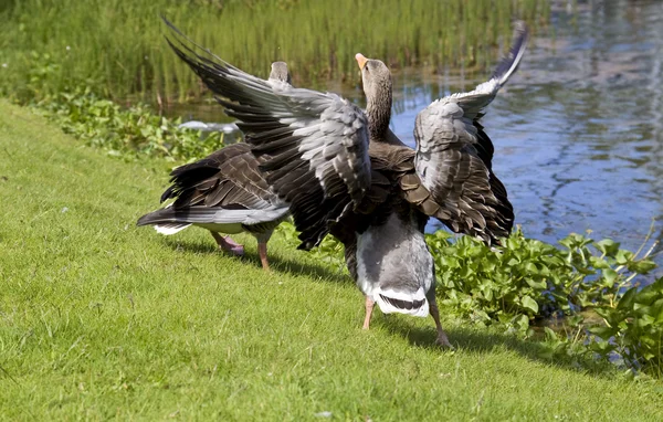 American duck family — Stock Photo, Image