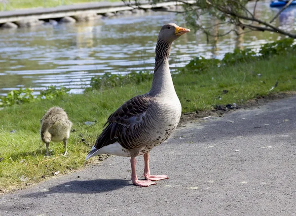 Amerikan ördek ailesi — Stok fotoğraf