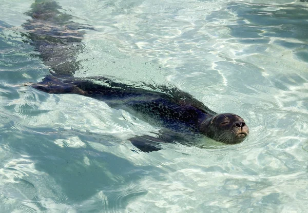 stock image Seal in water