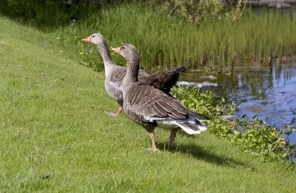 Amerikan ördek ailesi — Stok fotoğraf