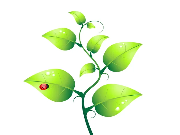 緑の植物とてんとう虫のベクトル — ストックベクタ