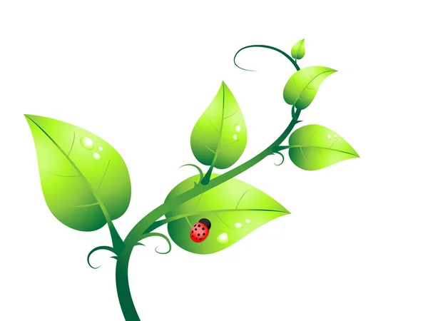 Wektor zielony roślin i biedronka — Wektor stockowy