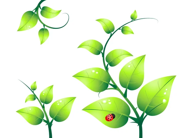 Grüne Pflanze und Marienkäfer-Vektor — Stockvektor