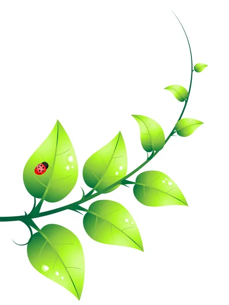 Grön växt och nyckelpiga vektor — Stock vektor