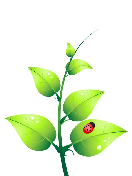 Vecteur de plante verte et coccinelle — Image vectorielle