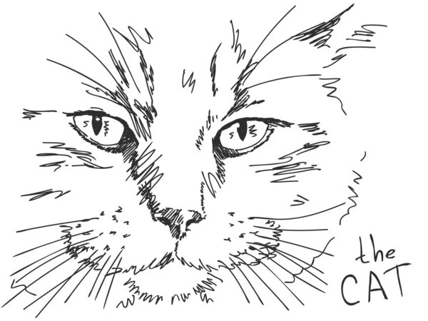 Kézzel rajzolt macska — Stock Vector