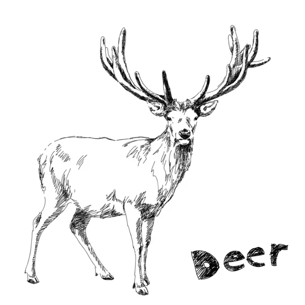 Vettore cervo disegnato a mano — Vettoriale Stock