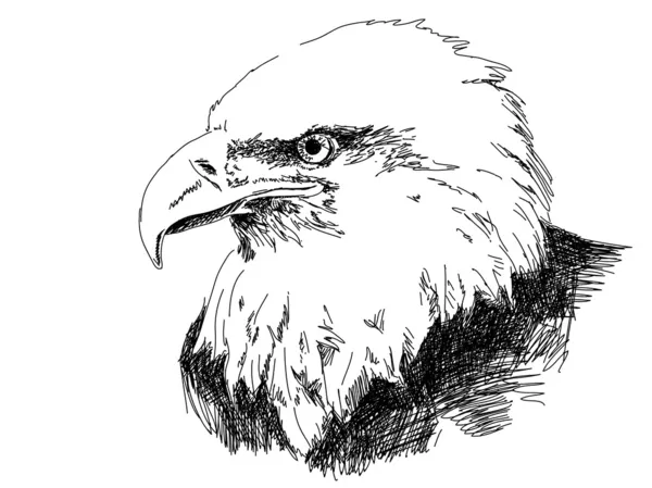 Vector de águila dibujada a mano — Archivo Imágenes Vectoriales