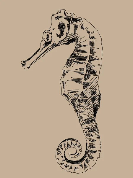 Hand getekend Zeepaard vector — Stockvector