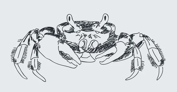 Vector de cangrejo dibujado a mano — Archivo Imágenes Vectoriales