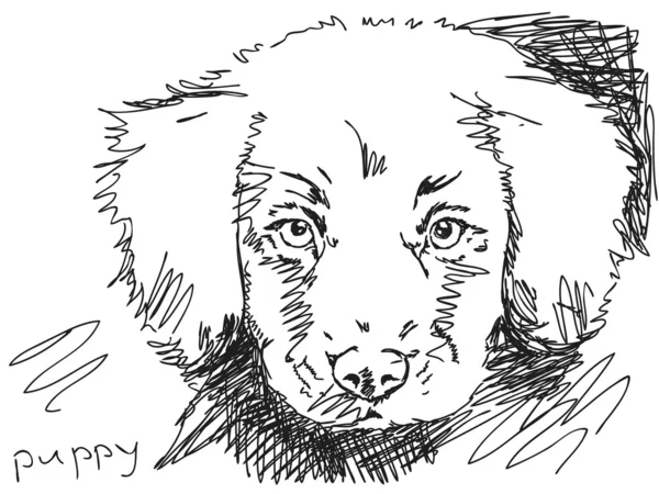 手描きの犬 — ストックベクタ