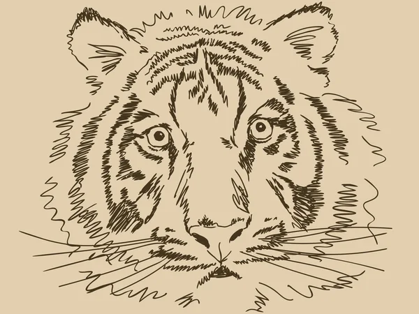 Hand drawn tiger — Stock Vector