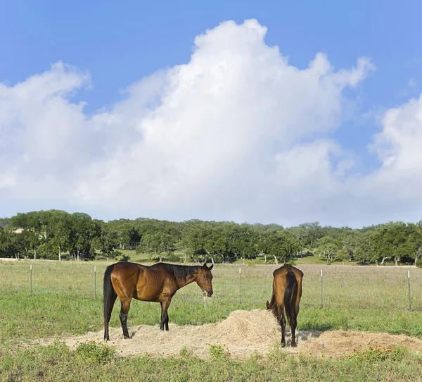 Cavalos comendo feno — Fotografia de Stock