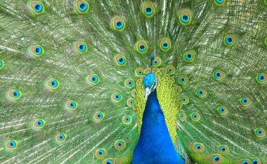 Beautiful peacock spread the tail feathers clipart