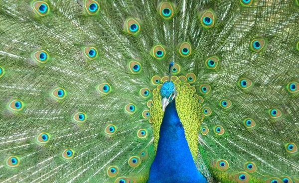 stock image Beautiful peacock spread the tail feathers