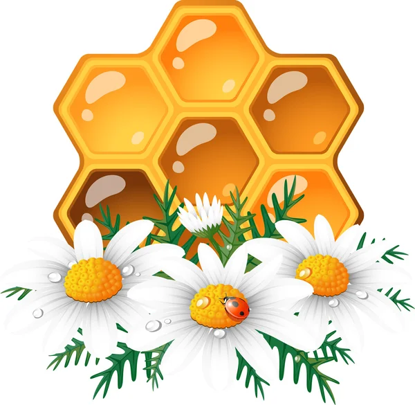 Honeycomb och daisy — Stock vektor