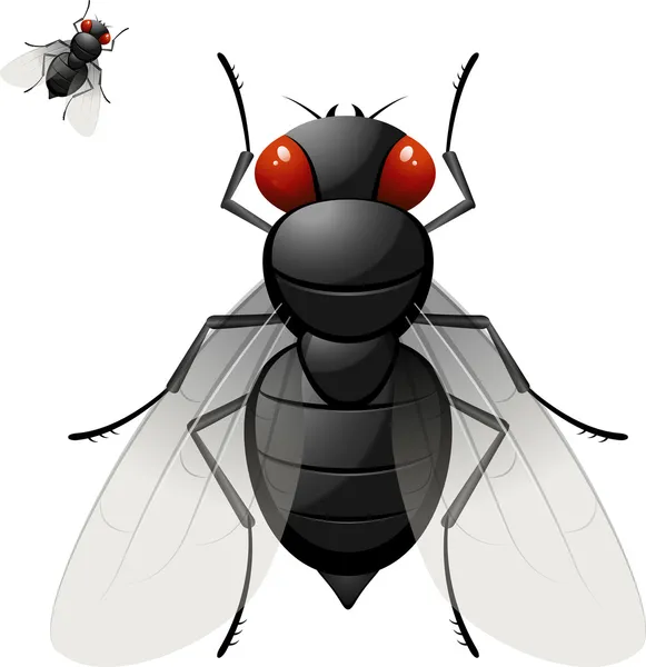 Mosca doméstica — Vector de stock