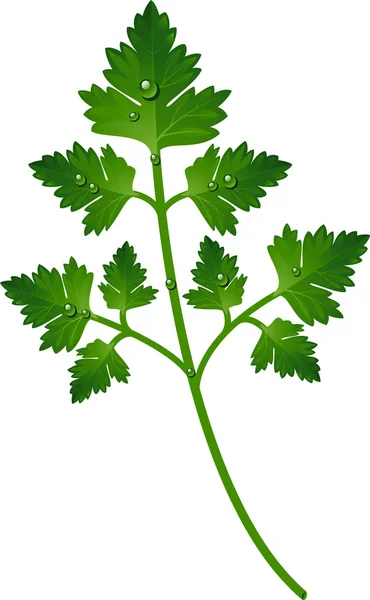 Branch of parsley — Stock Vector