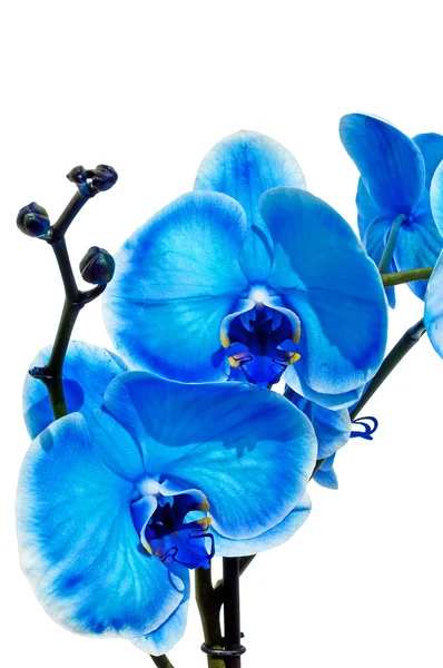 Kék orchidea — Stock Fotó