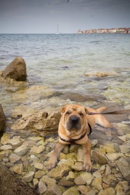 sharpei köpek