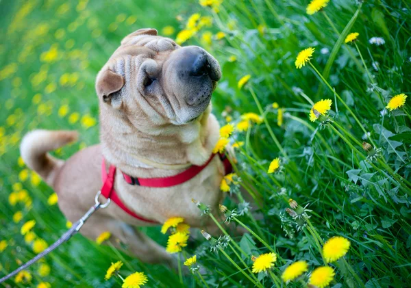 Sharpei cão com flores amarelas — Fotografia de Stock