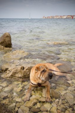 Sharpei dog clipart