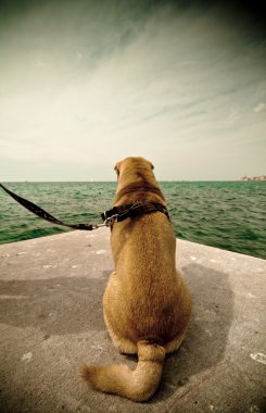 sharpei köpek