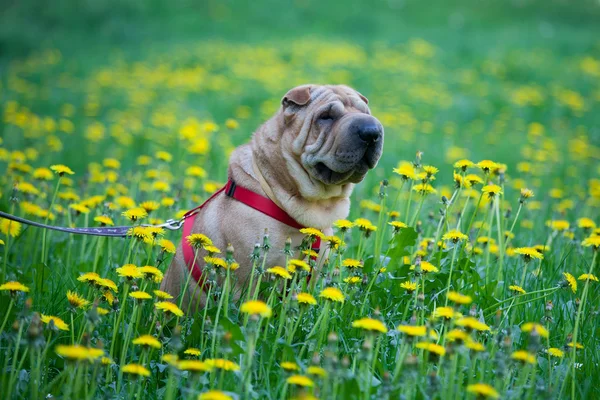 Sharpei dog with yellow flowers — Stock Photo, Image