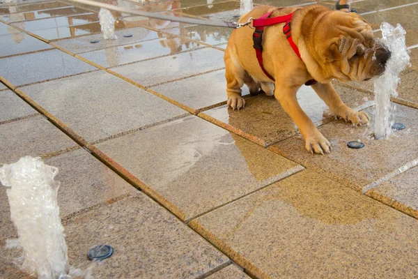 stock image Sharpei dog