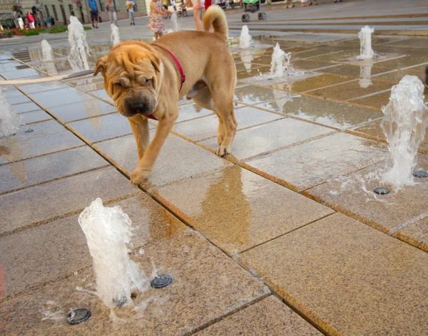 stock image Sharpei dog