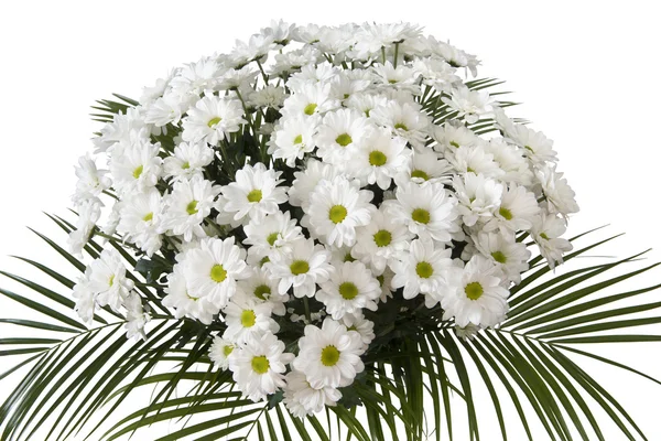 Chrysanthemum maximum — Stock Photo, Image