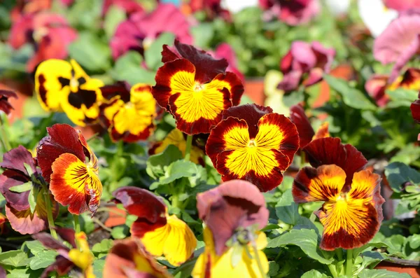 stock image Pansies