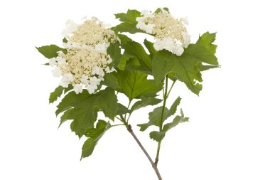 Viburnum clipart