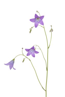 Harebell