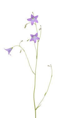 Harebell