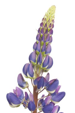 Flower lupin clipart
