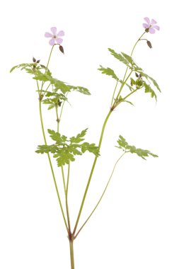 Geranium clipart