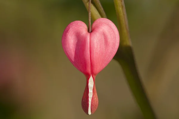 Flower dicentra — Stock Photo, Image
