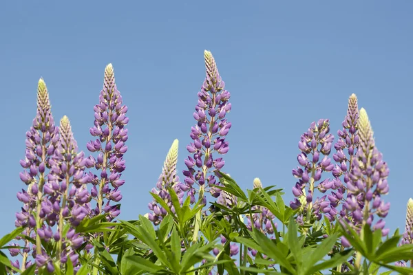 Flower lupin — Stock Photo, Image