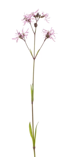 Lychnis flos-cuculi — Stock Photo, Image