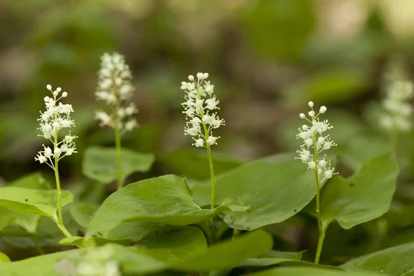 stock image Lily of the valley